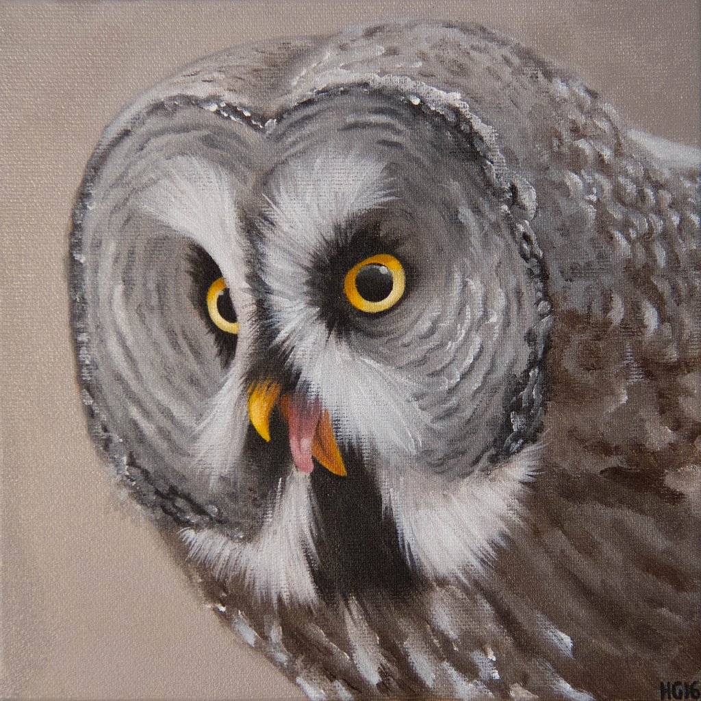 Gray Owl /Skriande lappuggla
