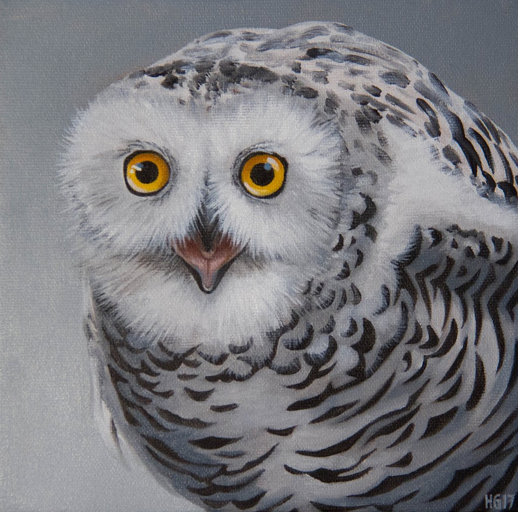 Snowy Owl / Skriande fjälluggla