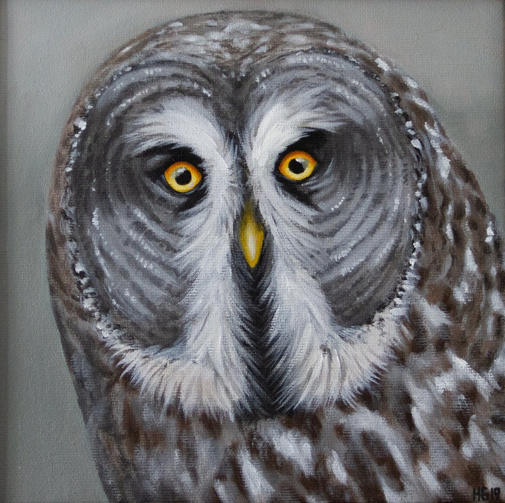 Gray Owl (front view) / Lappuggla (framifrån)