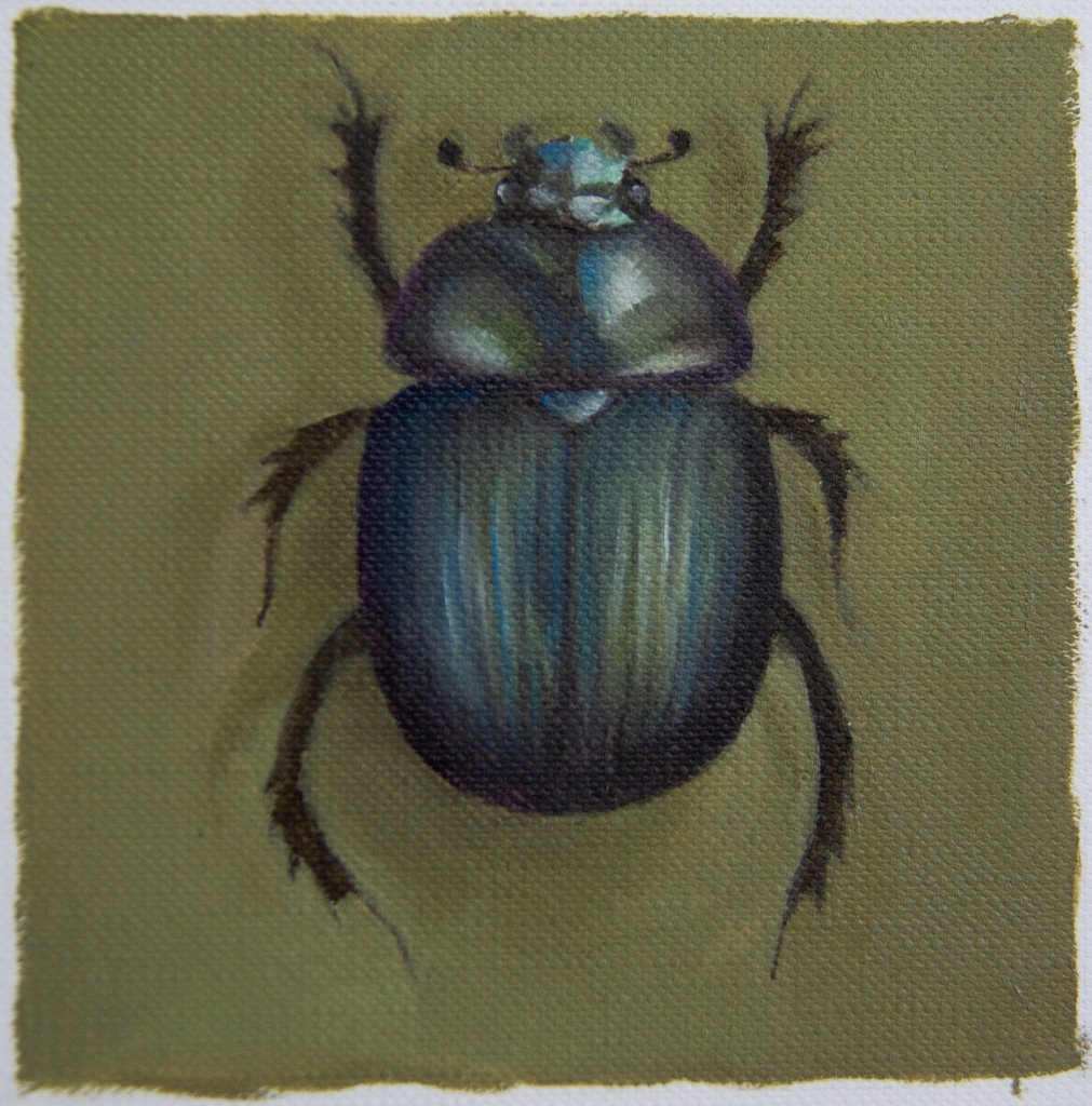 Dorr Beetle / Tordyvel